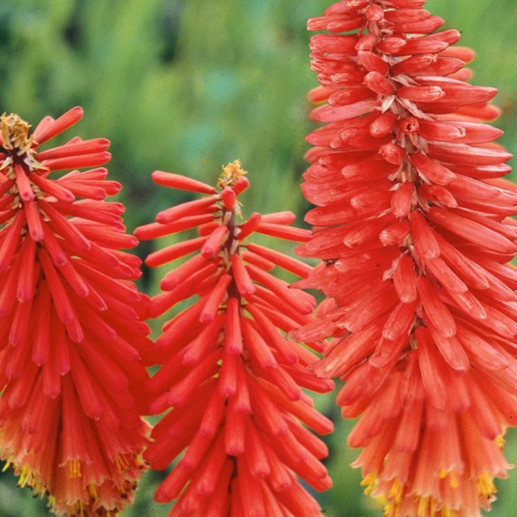 Fakľovka (Kniphofia) ´NANCY´S RED´ kont. C1L